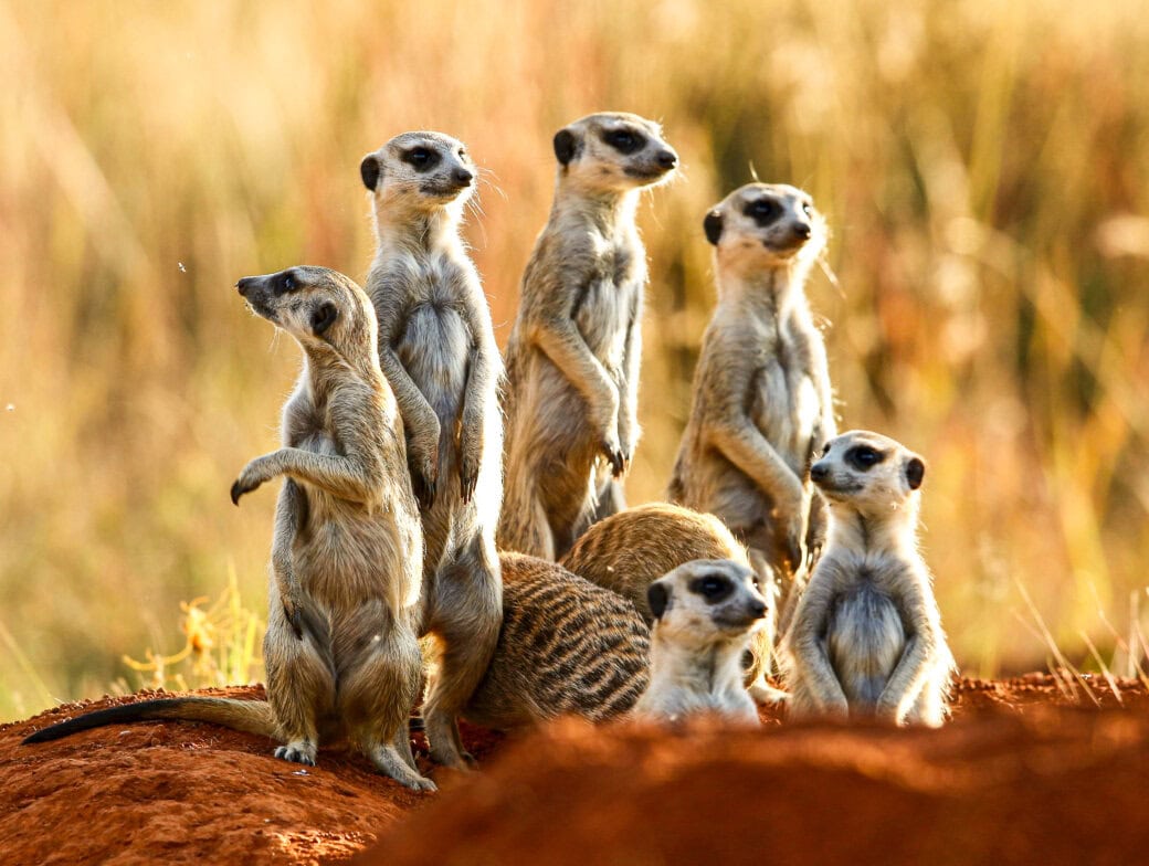 A group of meerkats stands alert on a mound, surrounded by dry grasslands—a scene that belongs to any travel enthusiast's top ten destinations for 2025.