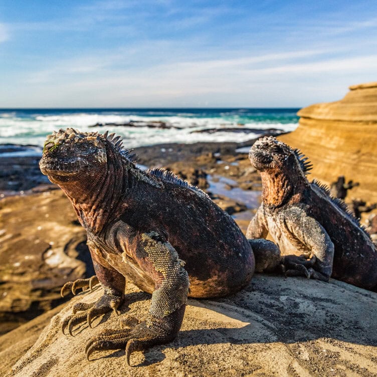 Two iguanas bask in the sun on a rocky beach, with the ocean and a blue sky in the background—an idyllic scene perfect for solo travelers seeking tranquility during their trips.