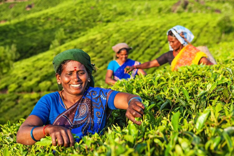 Women in colorful clothing picking tea leaves in a lush, green plantation is a must-see when traveling through India.