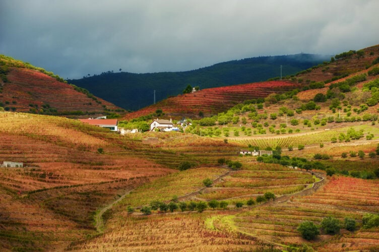 Hillside vineyard landscape with autumn foliage in Portugal, featuring terraced rows and a small village under a cloudy sky—a perfect travel destination for those seeking picturesque views and cultural tourism.