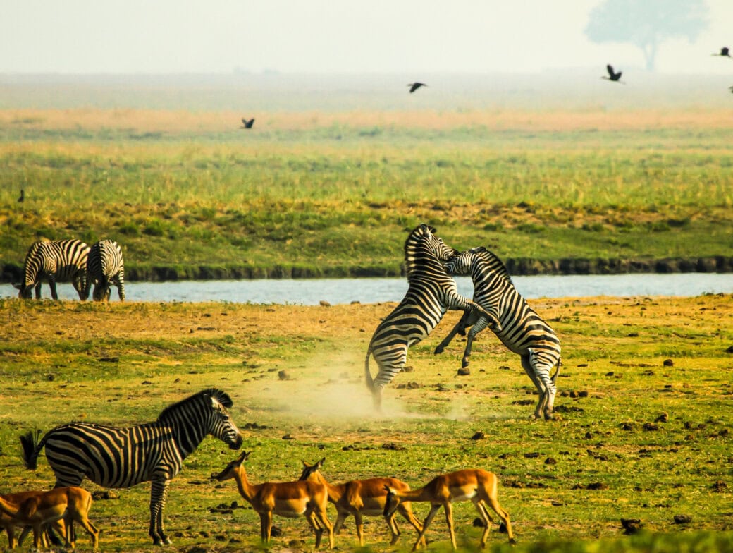 Two zebras stand on hind legs facing each other, appearing to spar, while other zebras and several antelopes graze nearby—a scene perfect for an unforgettable adventure across the grassy savanna with a river in the background.