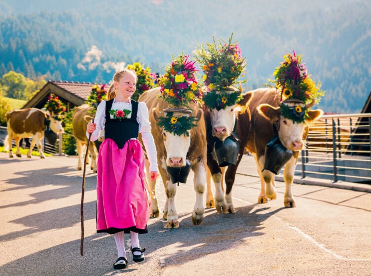 A girl in traditional dress leads three cows adorned with colorful floral headpieces along a paved path, beginning an adventure through a rural, mountainous area.