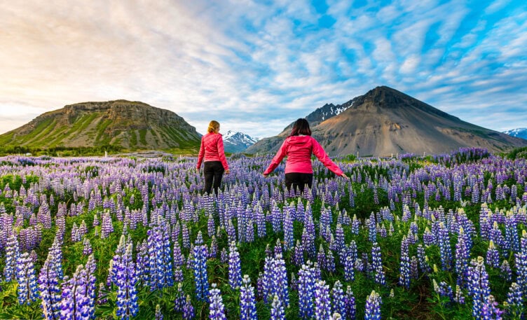 Two people in pink jackets embark on an adventure, walking through a field of purple lupines with mountains and a cloudy sky in the background.